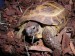 Testudo horsfieldi