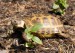 testudo horsfieldi2