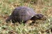 testudo marginata2