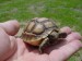 Geochelone_sulcata_