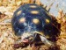 Geochelone%20carbonaria%2007.jpg